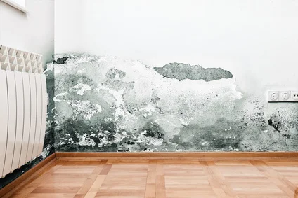 Schadstoffsanierung - Schimmelpilzbefall an einer Wand